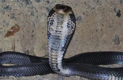 10 Different Types of Cobras (With Pictures) - AnimalStart