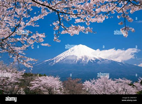 Fuji and cherry blossom Stock Photo - Alamy