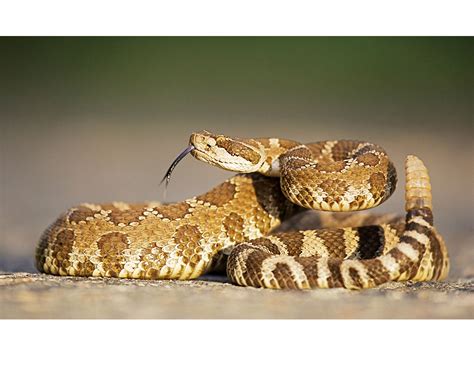 Rattlesnake Bite Treatment - Route 66 Veterinary Emergency