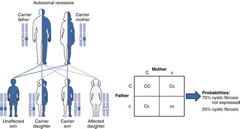 Patterns of Inheritance | Anatomy and Physiology II