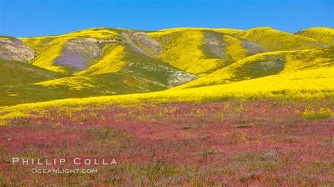 Wildflowers bloom across Carrizo Plains National Monument Photograph, #33237, Natural History ...