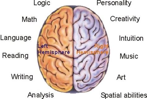 diagram of the left hemisphere of the brain - Google Search | Art analysis, How to stay healthy ...