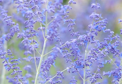 Russian Sage: Growing Perovskia in the Garden