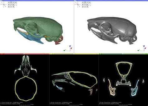 A population level atlas of Mus musculus craniofacial skeleton and automated image‐based shape ...