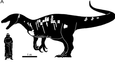 Huge megaraptor Maip macrothorax fossil discovered - BBC Newsround