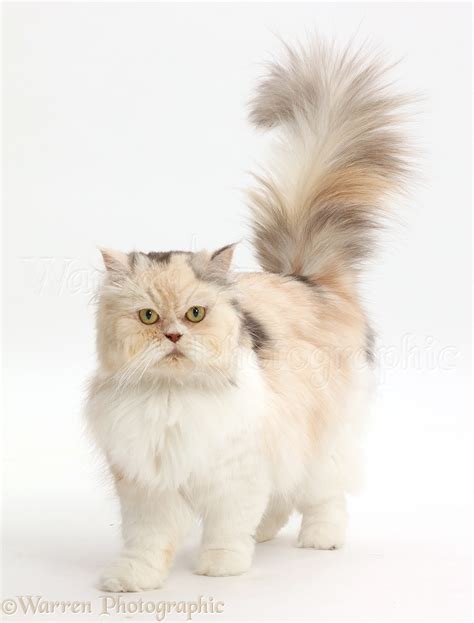 Cream-and-blue Persian cat walking photo WP44604