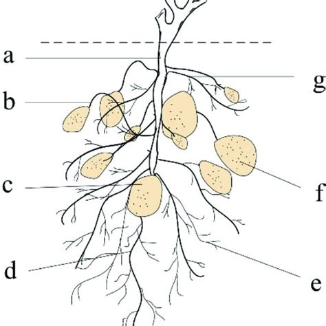 Schematic diagram of potato tuber-root topology. A: Seed potato; B ...