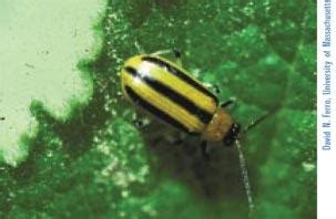 Vegetable: Cucumber Beetle, Striped | UMass Center for Agriculture ...