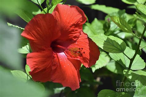 Beautiful Red Hibiscus Flower Blooming in a Garden Photograph by DejaVu ...