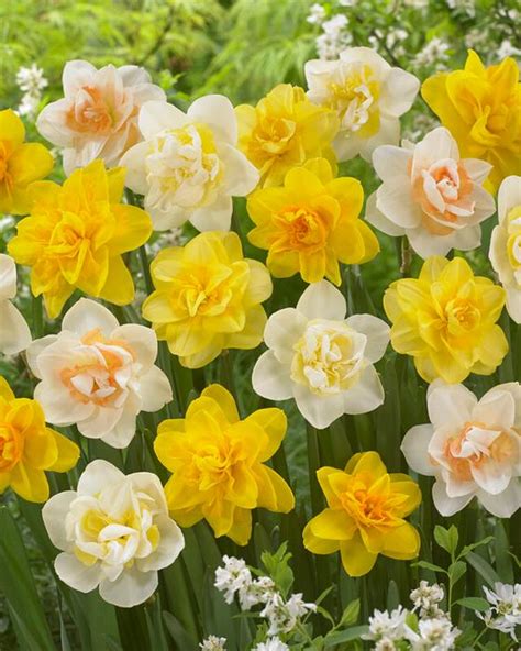 Narcissi Double 'Mixture' Daffodil from ADR Bulbs