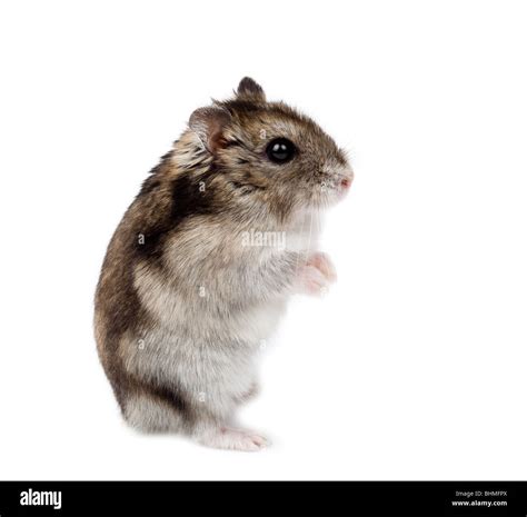 Winter white russian dwarf hamster Cut Out Stock Images & Pictures - Alamy