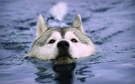 Water animals dogs swimming huskies wallpaper | 2560x1600 | 14745 ...