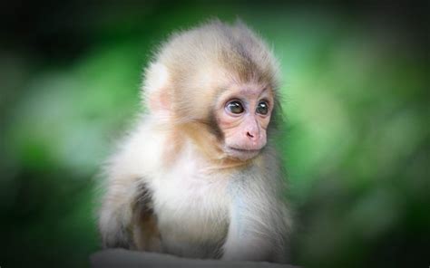 Baby Monkey Wallpapers - Top Free Baby Monkey Backgrounds - WallpaperAccess