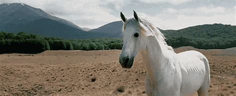 Hermosos caballos en gifs. Sementales al galope. 130 animaciones gif ...