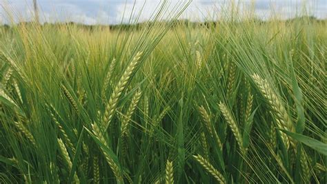 Spring malting barley varieties for 2022 - Farmers Weekly