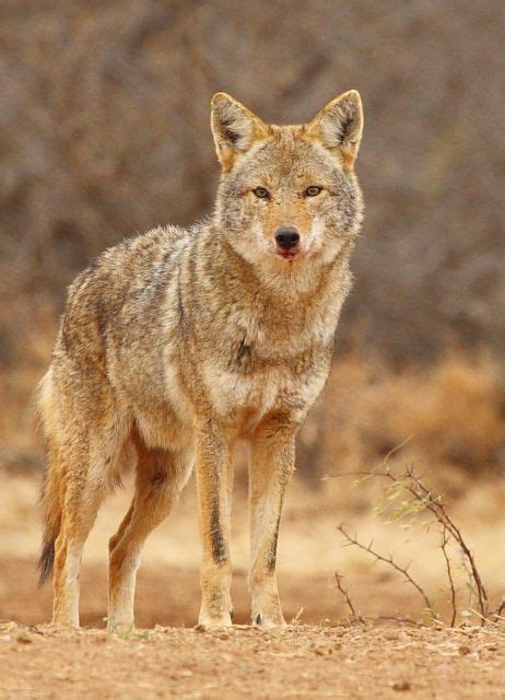 A little bit of Grand ‘ole Texas – a photo-tour. | Desert animals, Photo tour, Photo