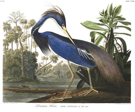 435 bird illustrations by John James Audubon available for free - Daniel Swanick