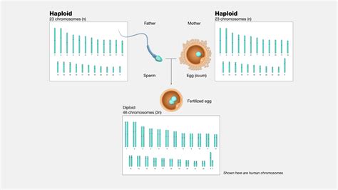 Haploid