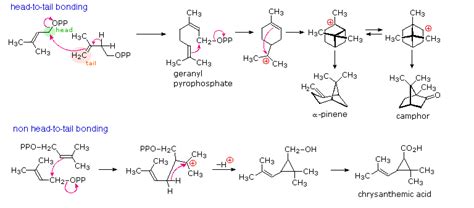 Lipid Biosynthesis - Chemistry LibreTexts