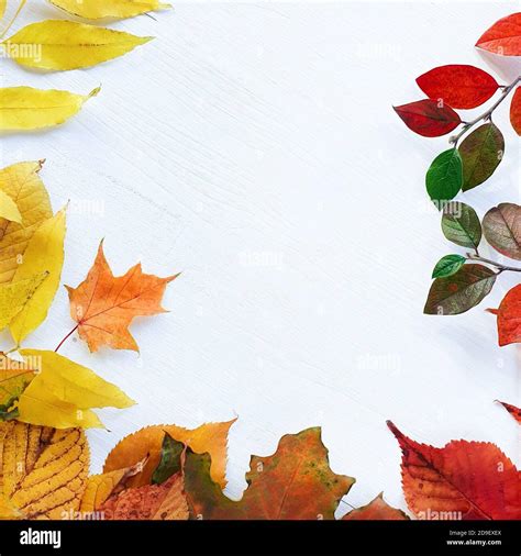 Bright autumn / fall leaves on a white wooden table. Top view, mockup ...