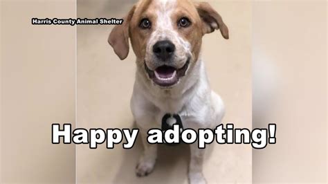 Free pet adoptions at Harris County Animal Shelter this weekend - ABC13 Houston