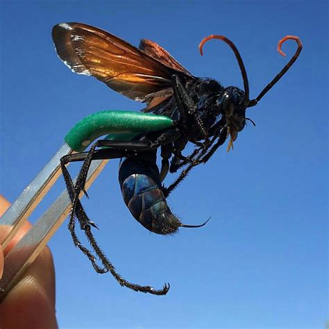 TARANTULA HAWK WASP OMG STAY AWAY NO NOPE IM NOT ABOUT THAT LIFE | Tarantula hawk wasp ...