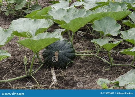 Pumpkin Leaves Vines Stock Photos - Download 192 Royalty Free Photos