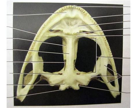 Dorsal And Ventral View Of The Skull Of Frog