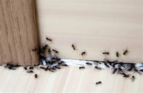 What Ants Can Come Inside Your Home? - The Pest Advice