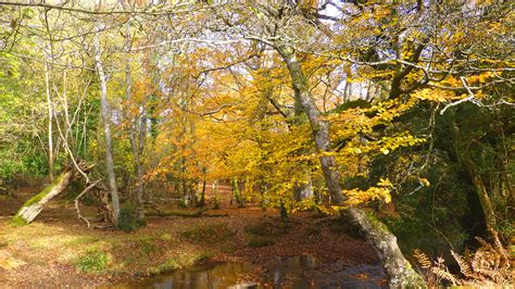 New Forest NP, Hampshire, UK | Autumn along Highland Water n… | Flickr