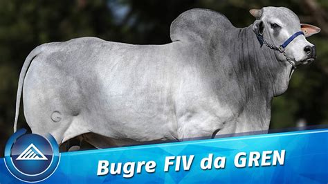 Bugre FIV da GREN - YouTube