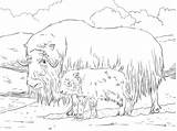 Musk Ox Mother And Baby coloring Page  SuperColoringcom sketch template