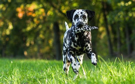 Hunting Dog Desktop Wallpapers - Top Free Hunting Dog Desktop Backgrounds - WallpaperAccess