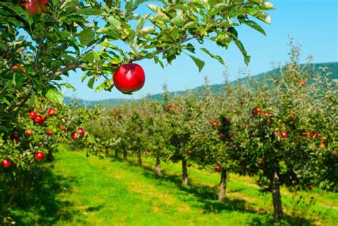 Apple Tree Stock Photos, Pictures & Royalty-Free Images - iStock