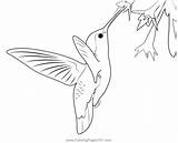 Hummingbird Beautiful Coloring Page For Kids  Free Swifts And sketch template