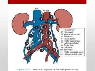 Retroperitoneal Lymph Nodes Anatomy