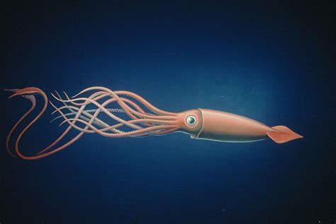 Squid Wallpapers - Top Free Squid Backgrounds - WallpaperAccess