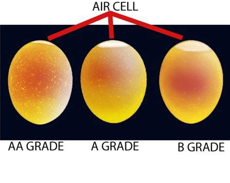 Egg Producers | Department of Agriculture