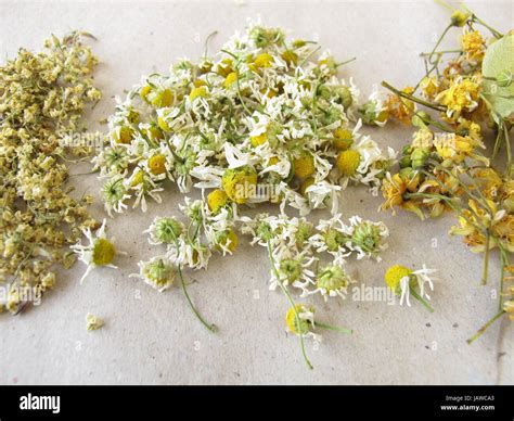 dried tea herbs Stock Photo - Alamy