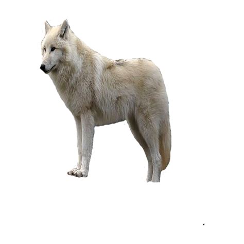 Arctic Wolf PNG Images (Transparent HD Photo Clipart)