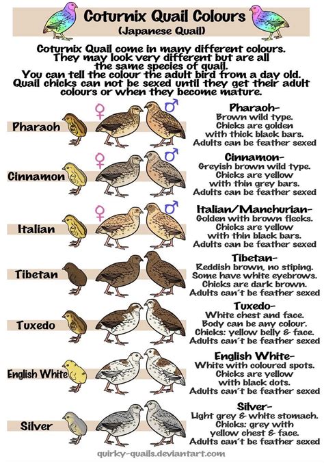 Coturnix Quail Color ID : quails