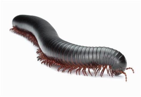 10 Fascinating Facts About Millipedes