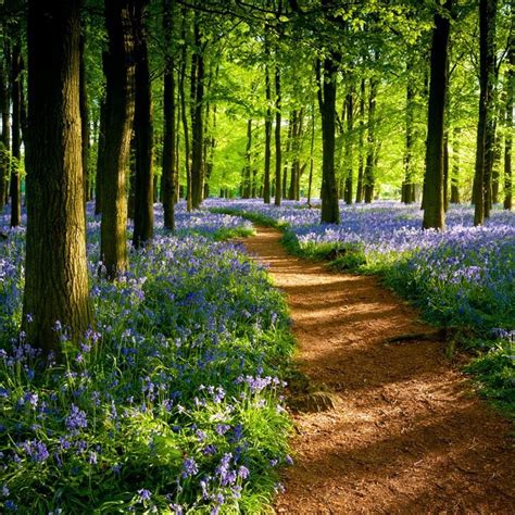 Beautiful path through the woods! | Nature photography, Beautiful ...