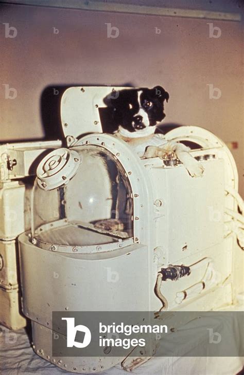 Image of Laika, the First Dog in Space, in the Sputnik 2