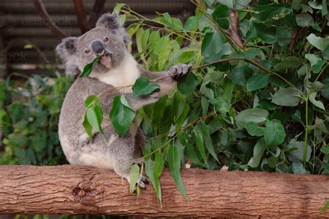 Image of Koala bear eating leaves - Austockphoto