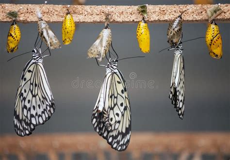 Three butterflies stock image. Image of color, decoration - 26773919