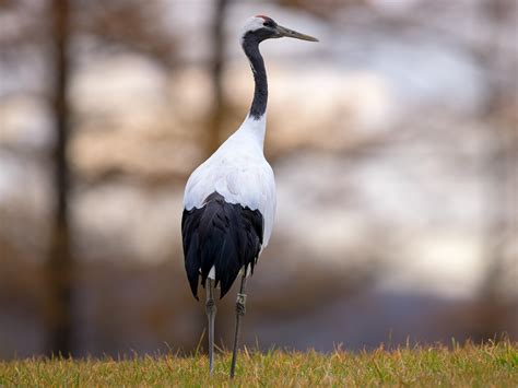 Red-crowned Crane - eBird