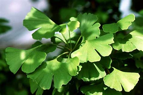 GINKGO BILOBA : Propriétés, Bienfaits, Posologie, Effets