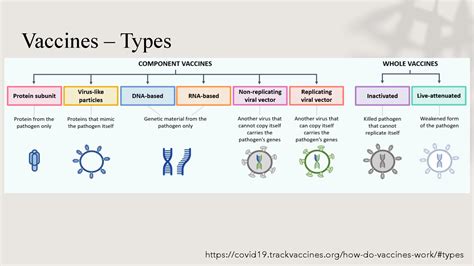 Safety & Efficacy of COVID-19 Vaccines | Ministry of Health