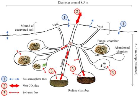 Leafcutter ant colonies may be an overlooked source of carbon dioxide ...